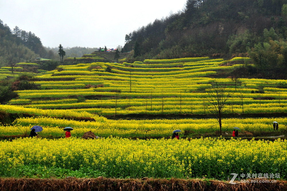 徽州灵山油菜花