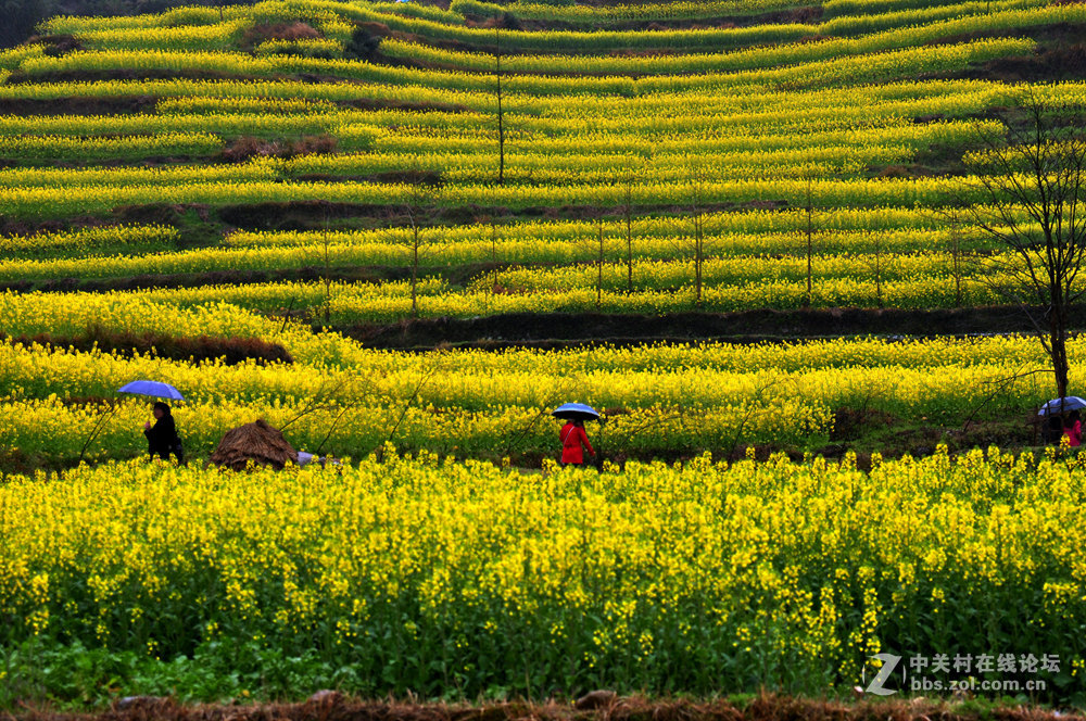 徽州灵山油菜花