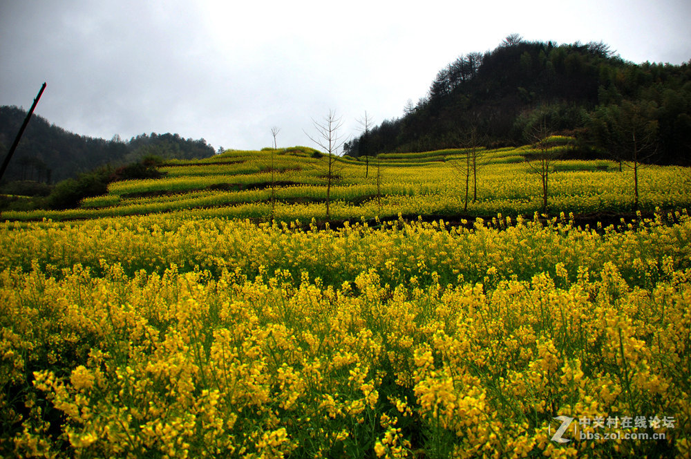 徽州灵山油菜花