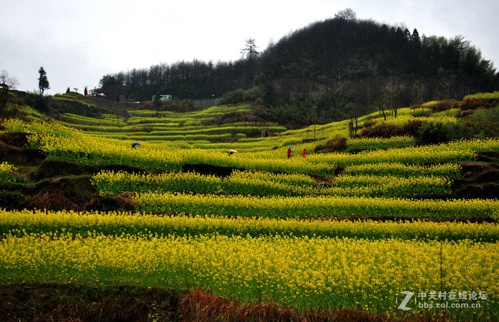 徽州灵山油菜花