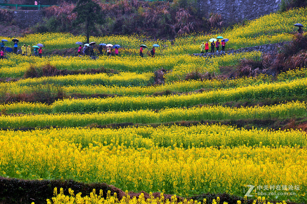 徽州灵山油菜花