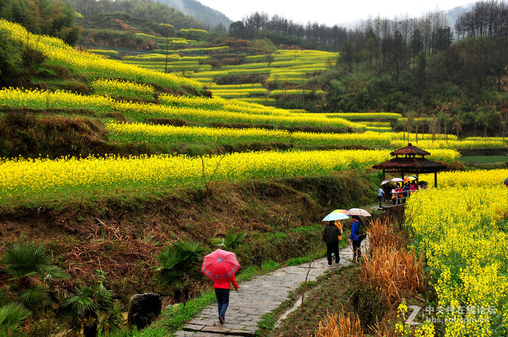 徽州灵山油菜花
