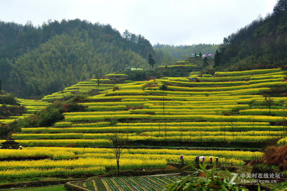 徽州灵山油菜花