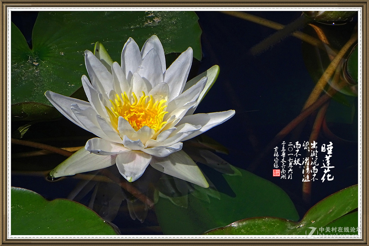 【出淤泥而不染，濯清涟而不妖】——六月睡莲花