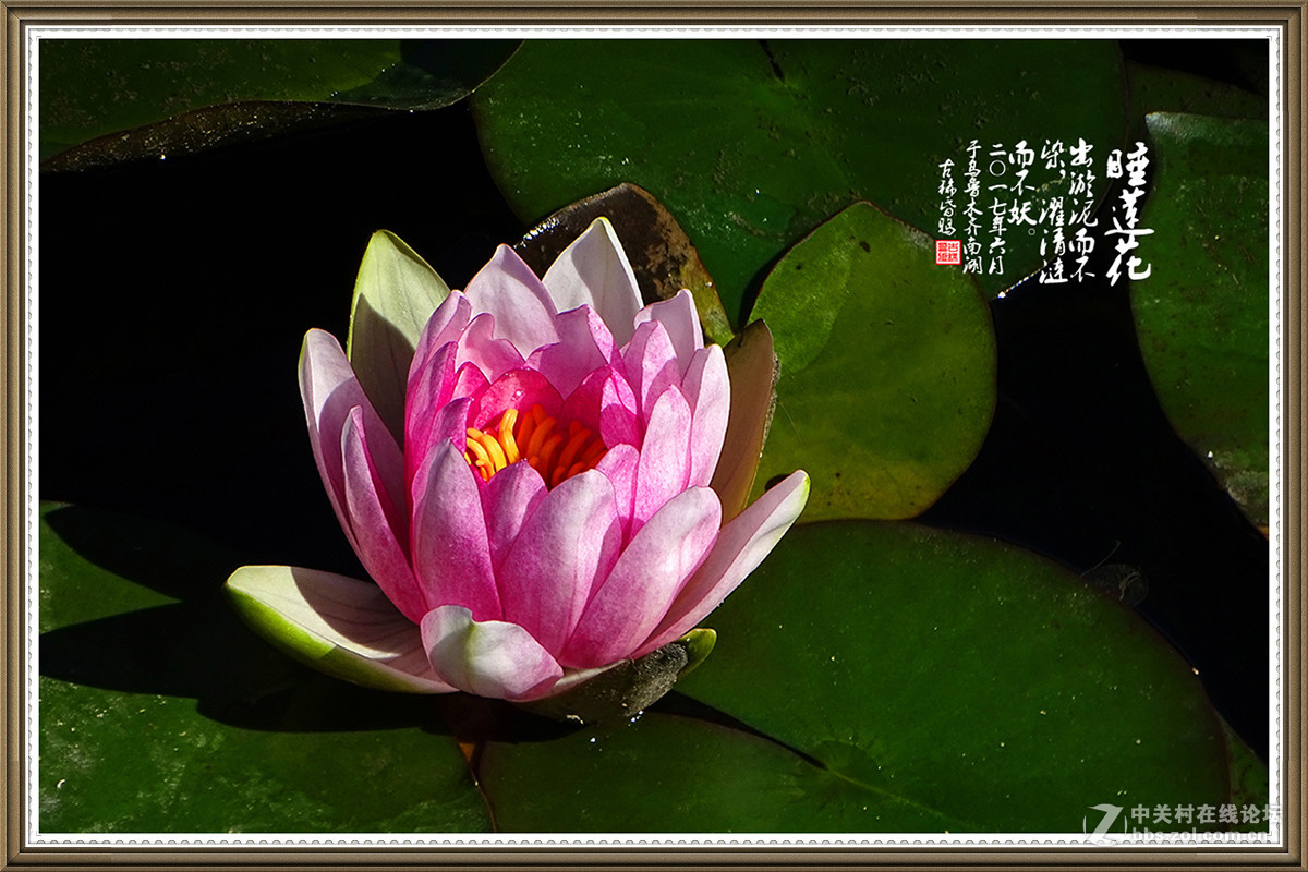 【出淤泥而不染，濯清涟而不妖】——六月睡莲花