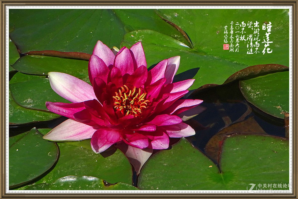 【出淤泥而不染，濯清涟而不妖】——六月睡莲花