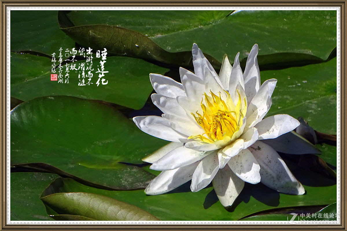 【出淤泥而不染，濯清涟而不妖】——六月睡莲花