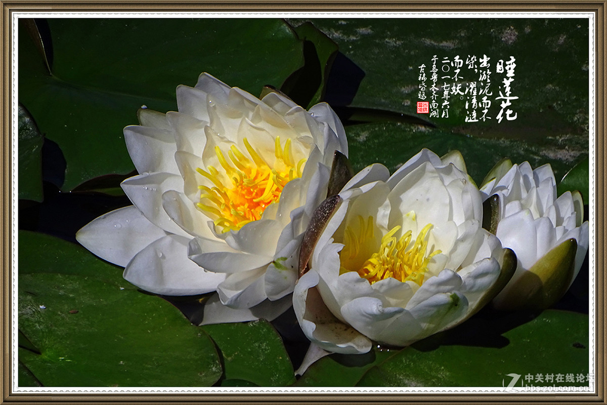 【出淤泥而不染，濯清涟而不妖】——六月睡莲花