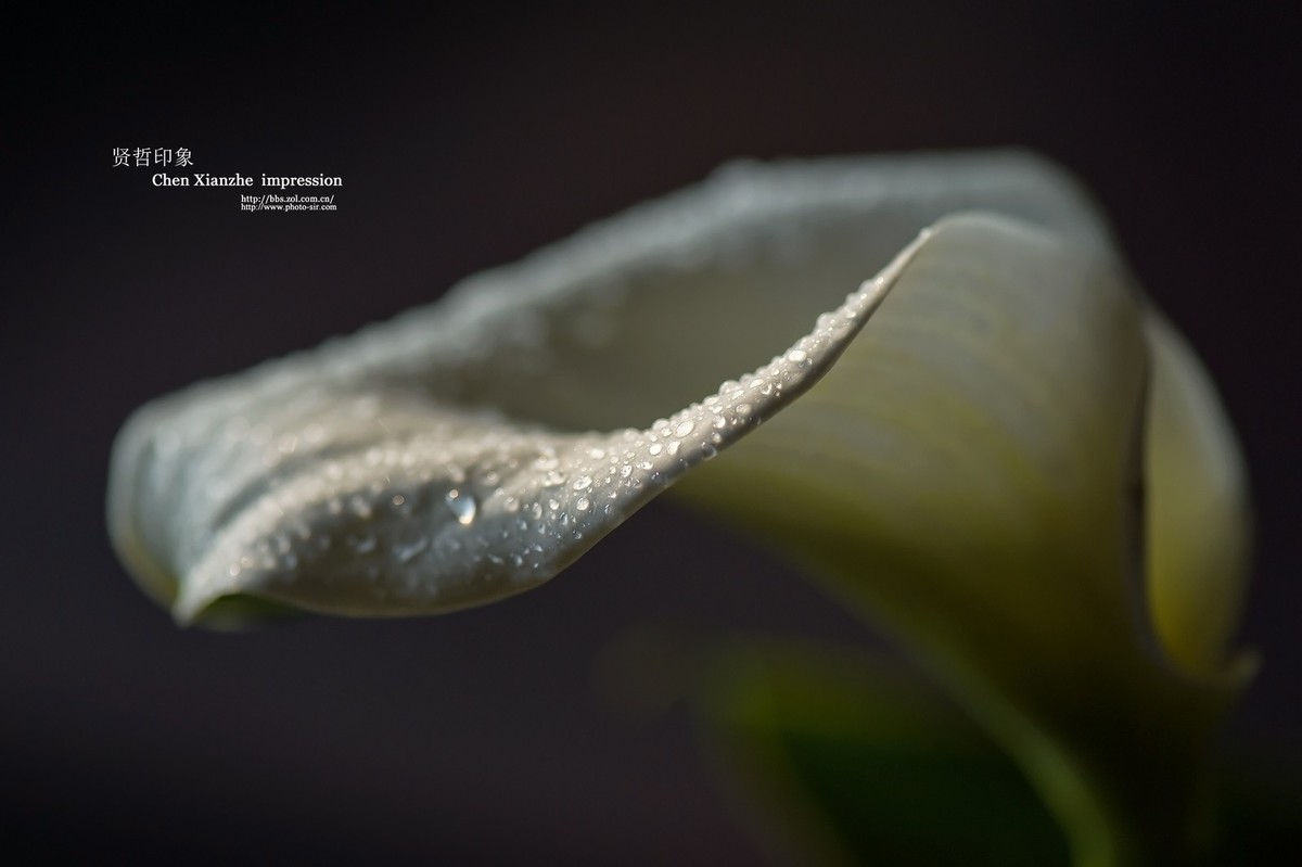 -----【 马 蹄 莲 】-----