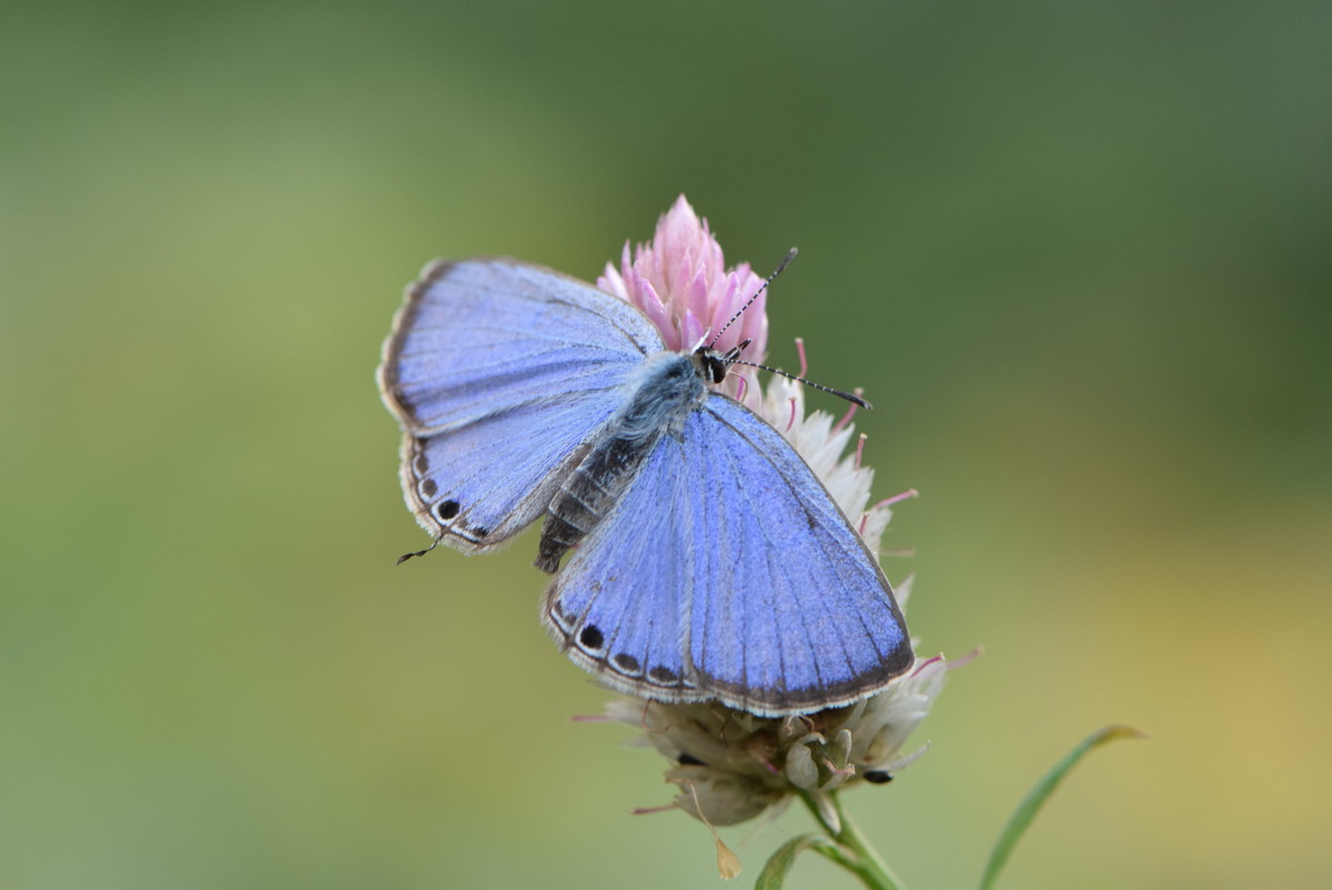 尼康 AF-S VR105mm f/2.8