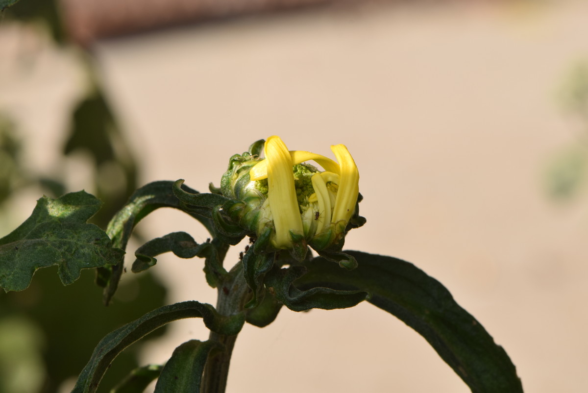 尼康 AF-S VR105mm f/2.8