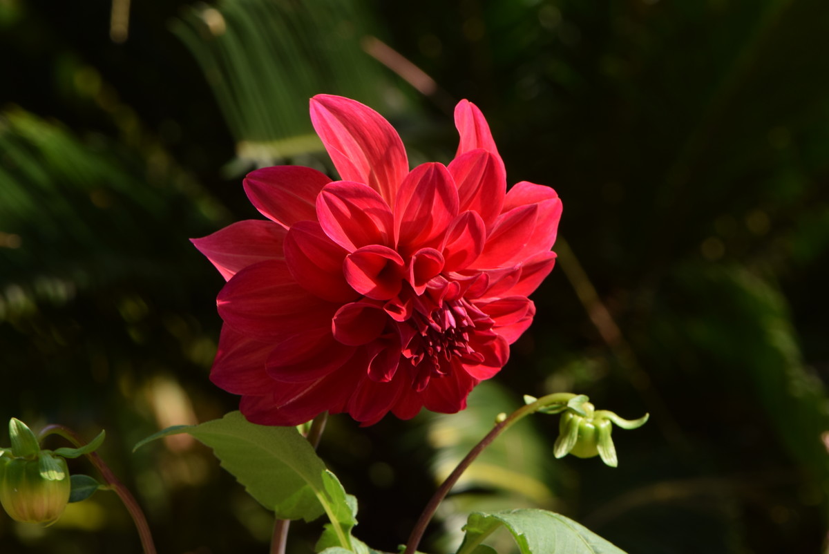 尼康 AF-S VR105mm f/2.8