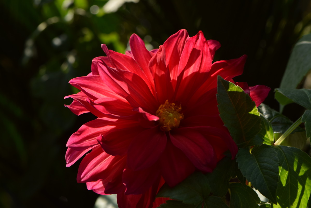 尼康 AF-S VR105mm f/2.8