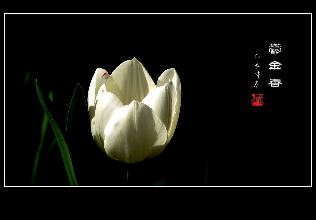 无暇的白郁金香