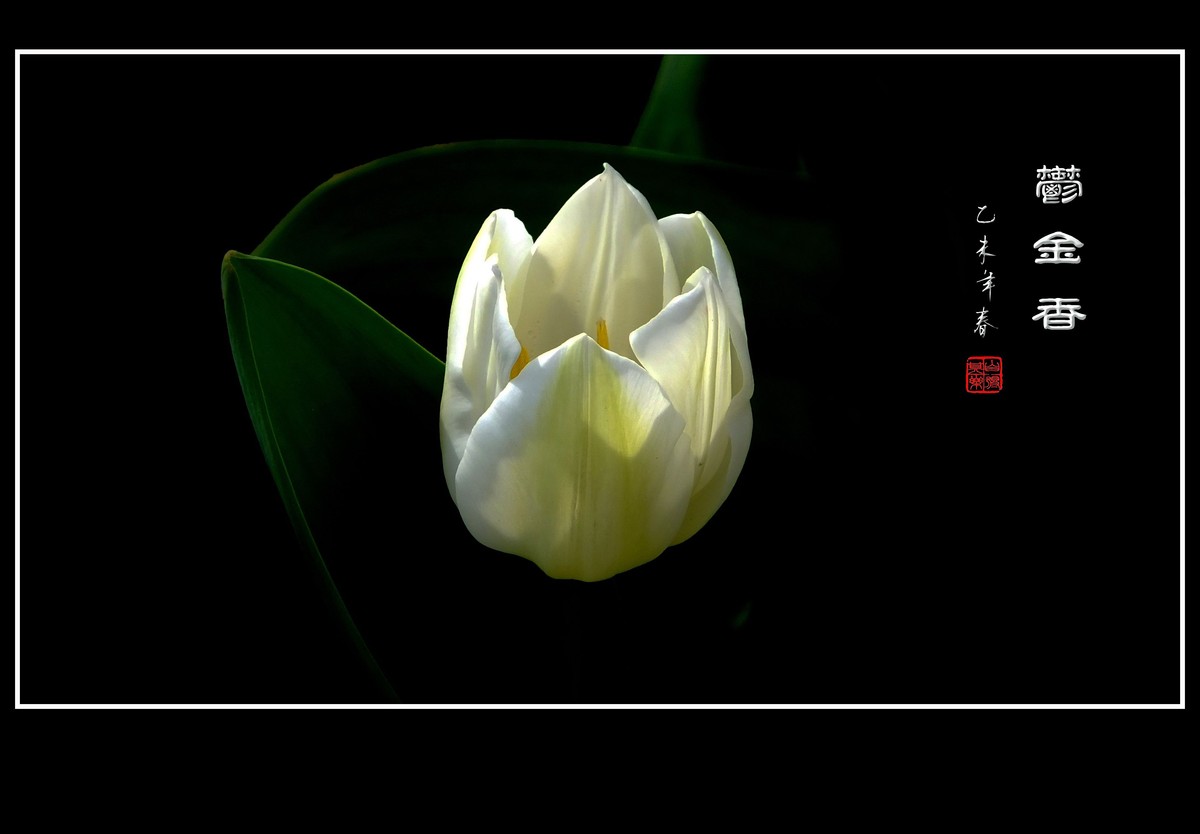 无暇的白郁金香