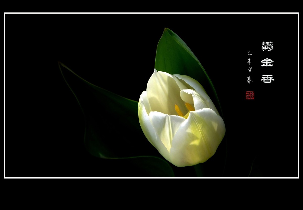 无暇的白郁金香