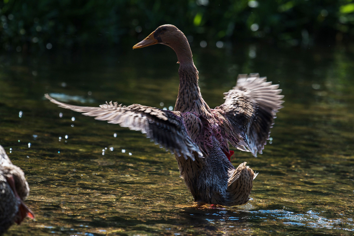 紫蒲生湿岸青鸭戏新波