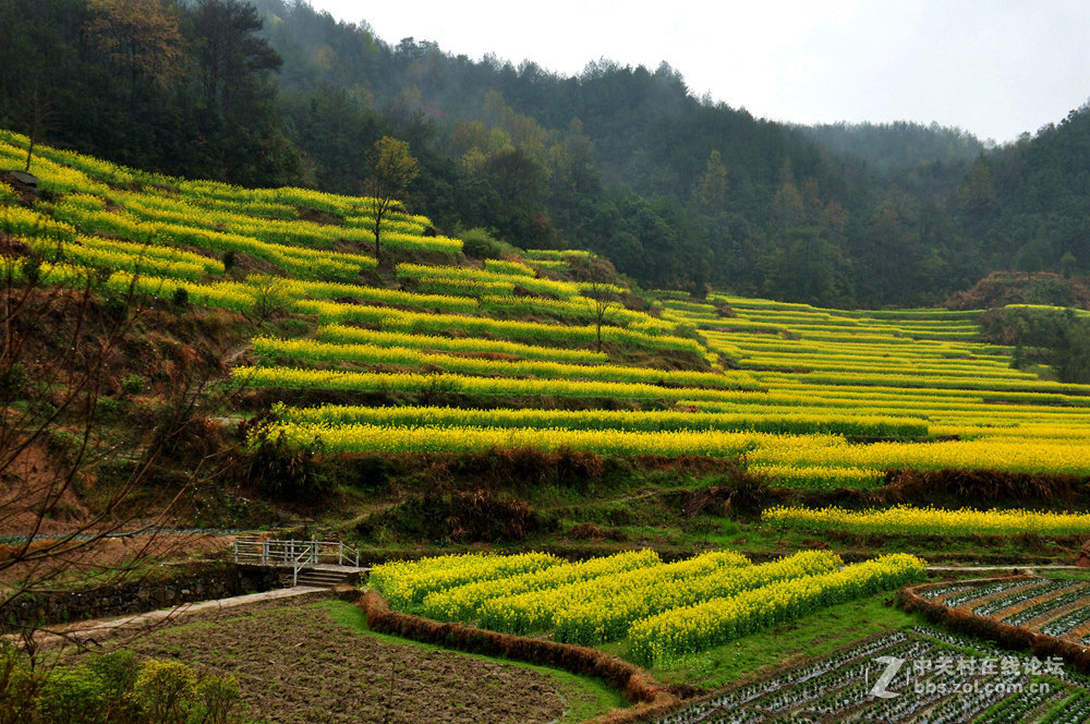 徽州灵山油菜花