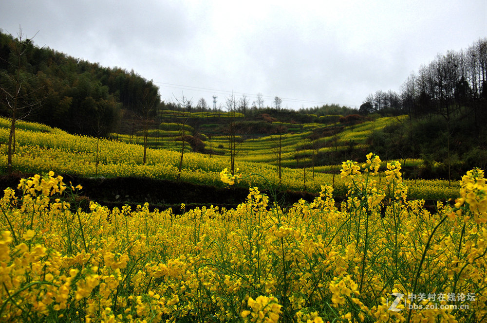 徽州灵山油菜花