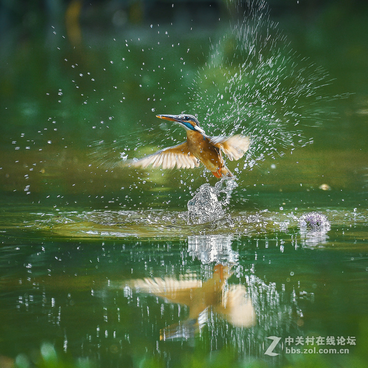........翠鸟........