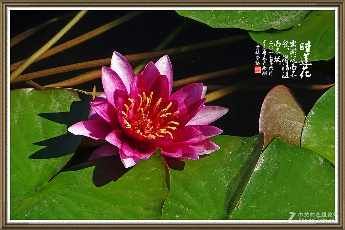 【出淤泥而不染，濯清涟而不妖】——六月睡莲花