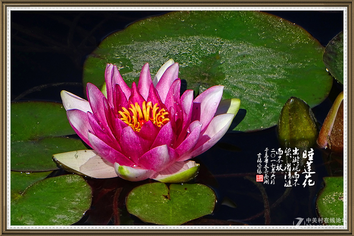 【出淤泥而不染，濯清涟而不妖】——六月睡莲花