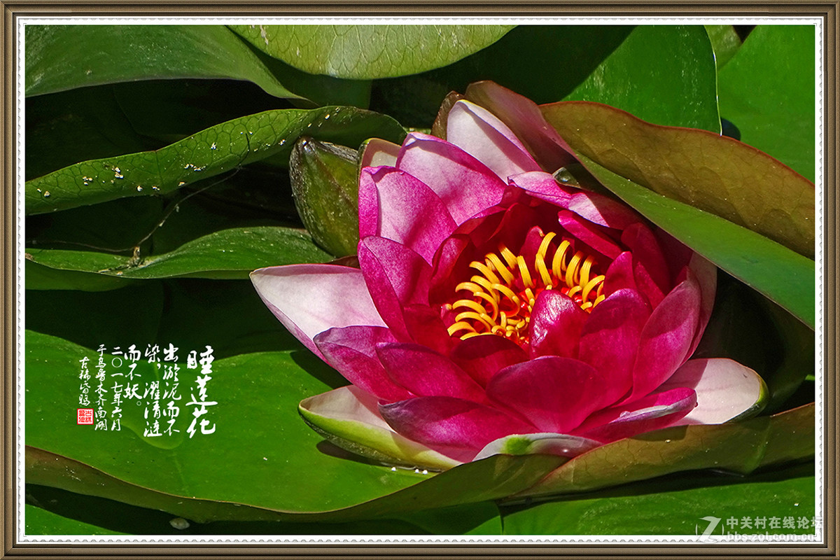 【出淤泥而不染，濯清涟而不妖】——六月睡莲花