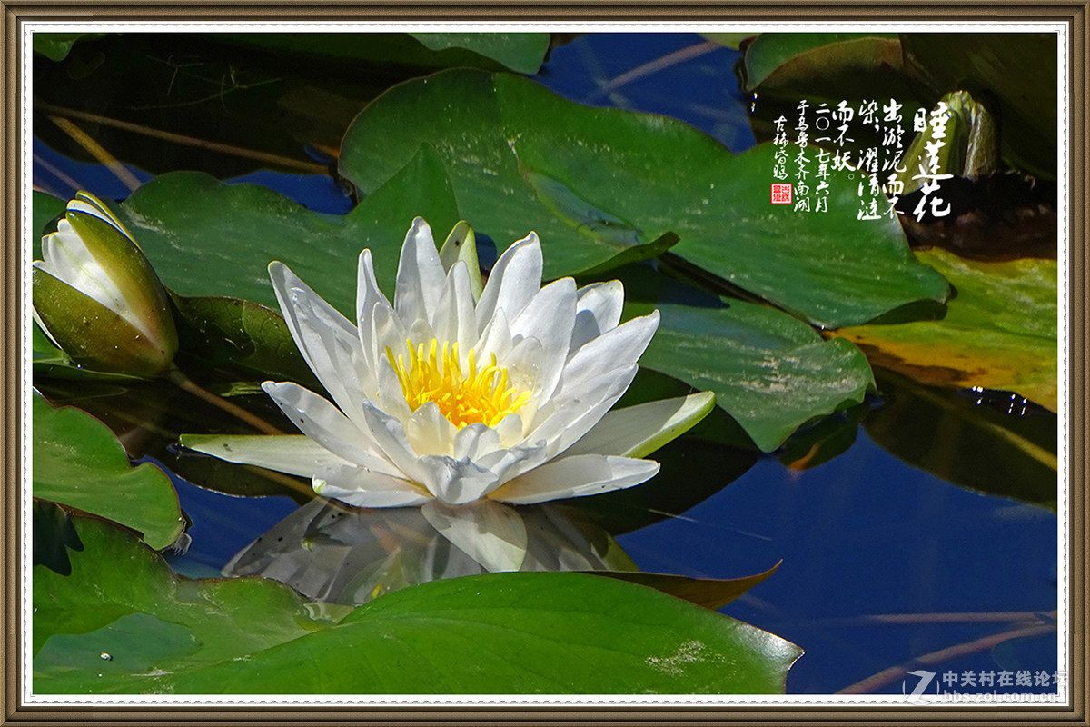 【出淤泥而不染，濯清涟而不妖】——六月睡莲花