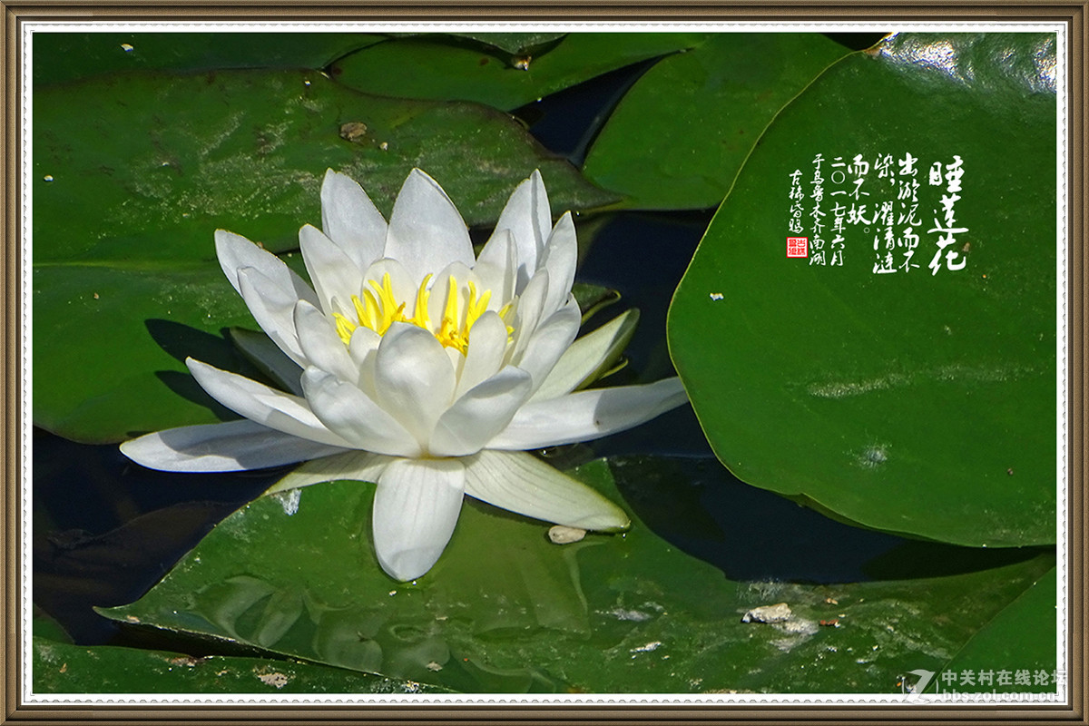 【出淤泥而不染，濯清涟而不妖】——六月睡莲花