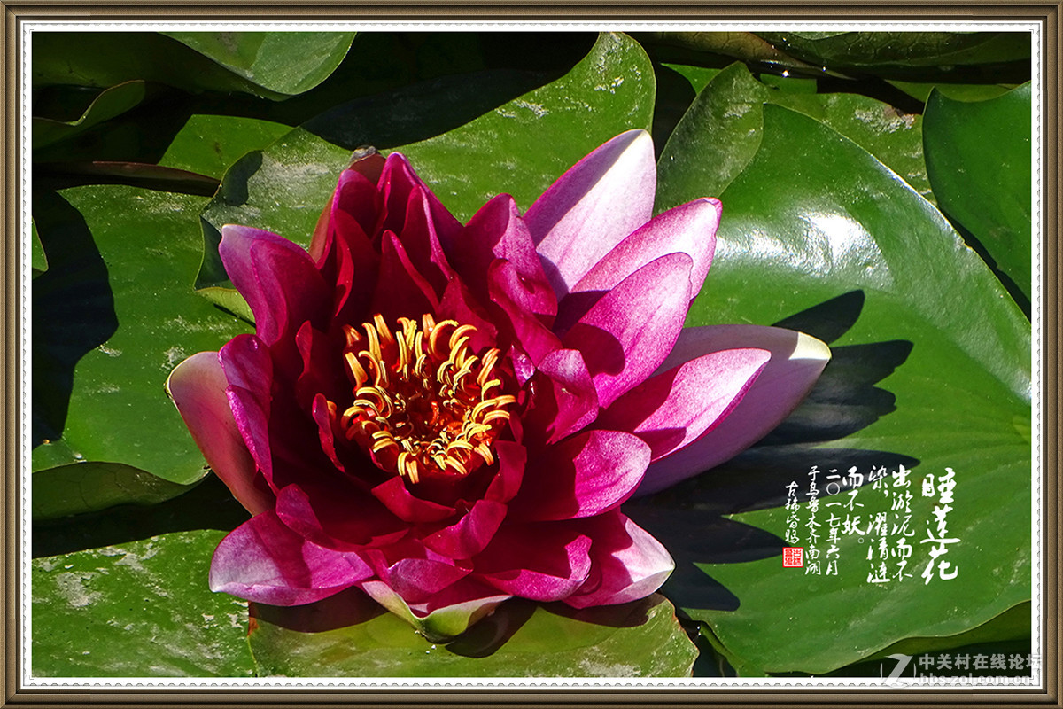 【出淤泥而不染，濯清涟而不妖】——六月睡莲花