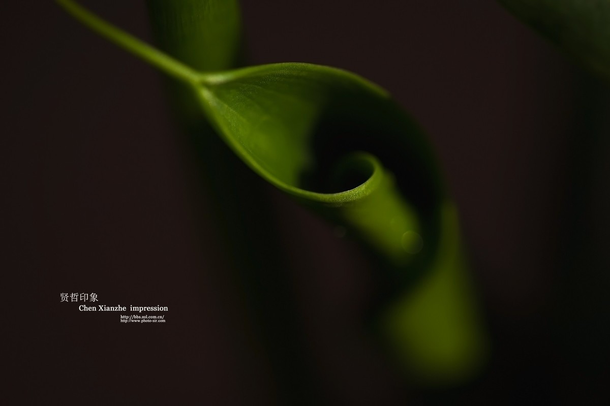 -----【 马 蹄 莲 】-----