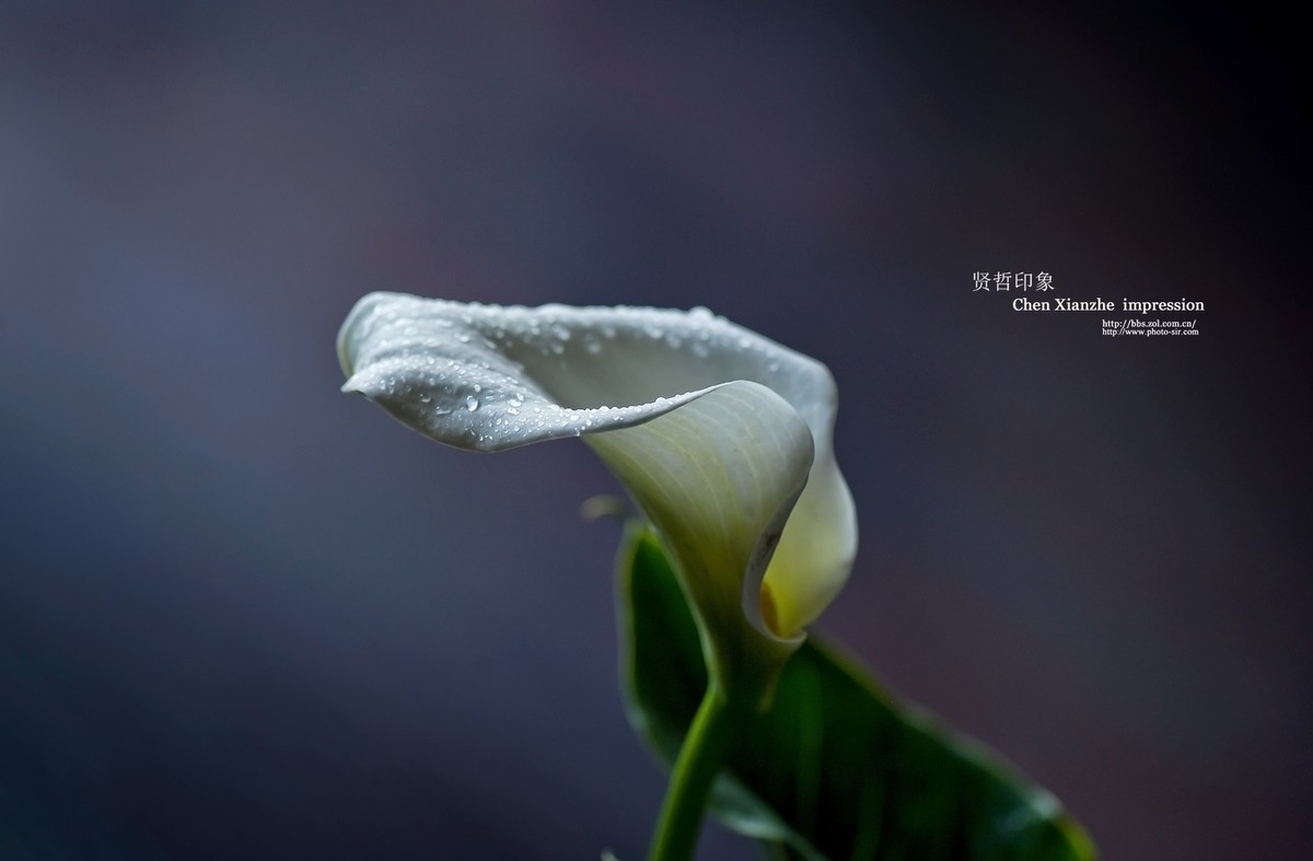 -----【 马 蹄 莲 】-----