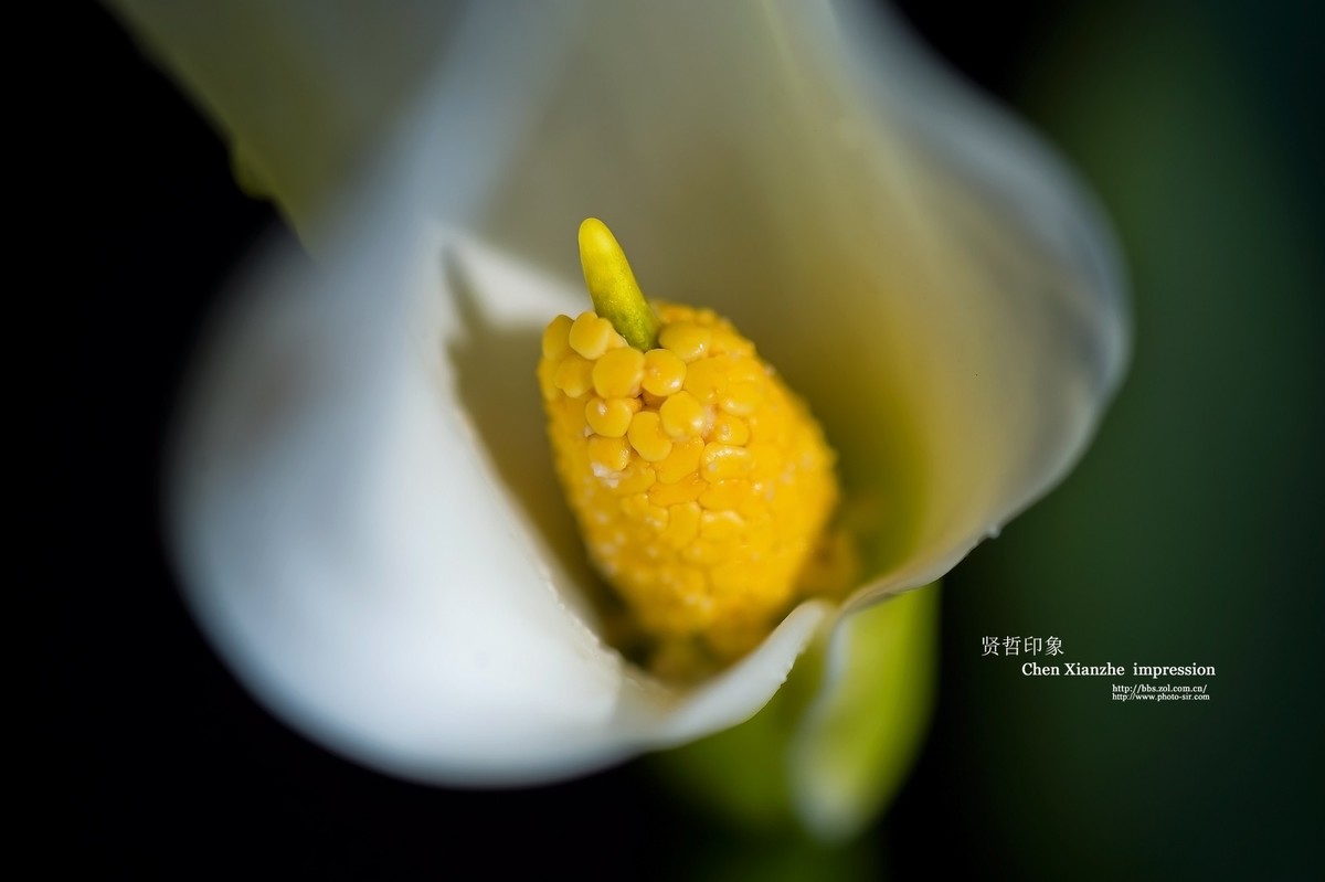 -----【 马 蹄 莲 】-----