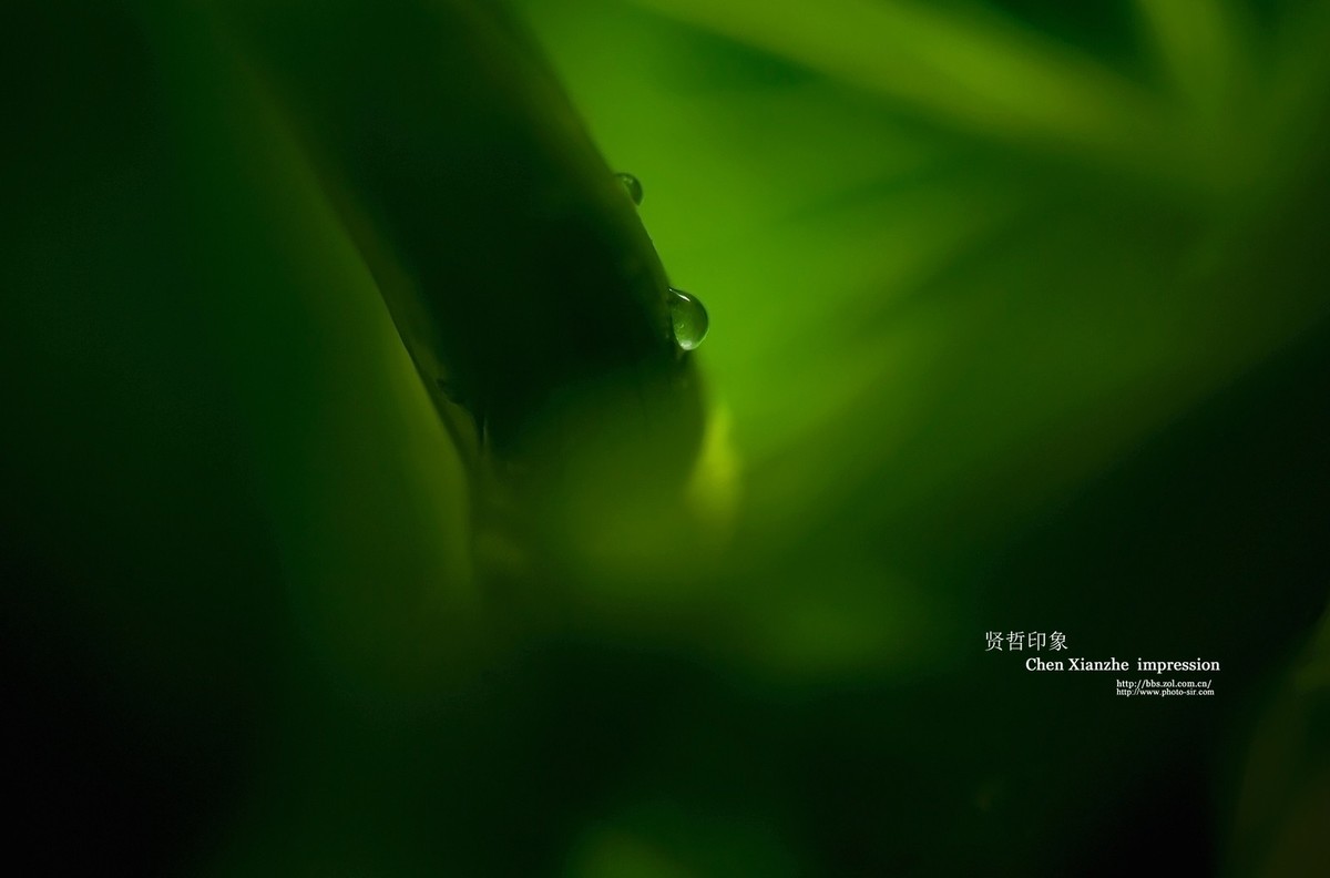 -----【 马 蹄 莲 】-----