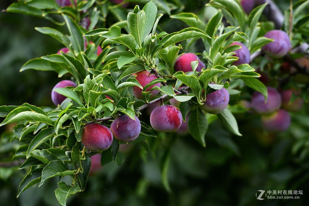 #版主坐堂#2015年8月份《承德》优秀作品选辑