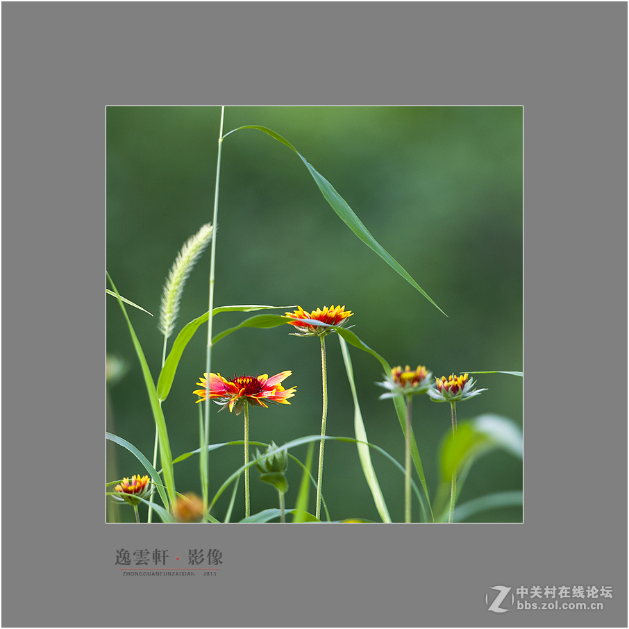 #版主坐堂#2015年8月份《承德》优秀作品选辑