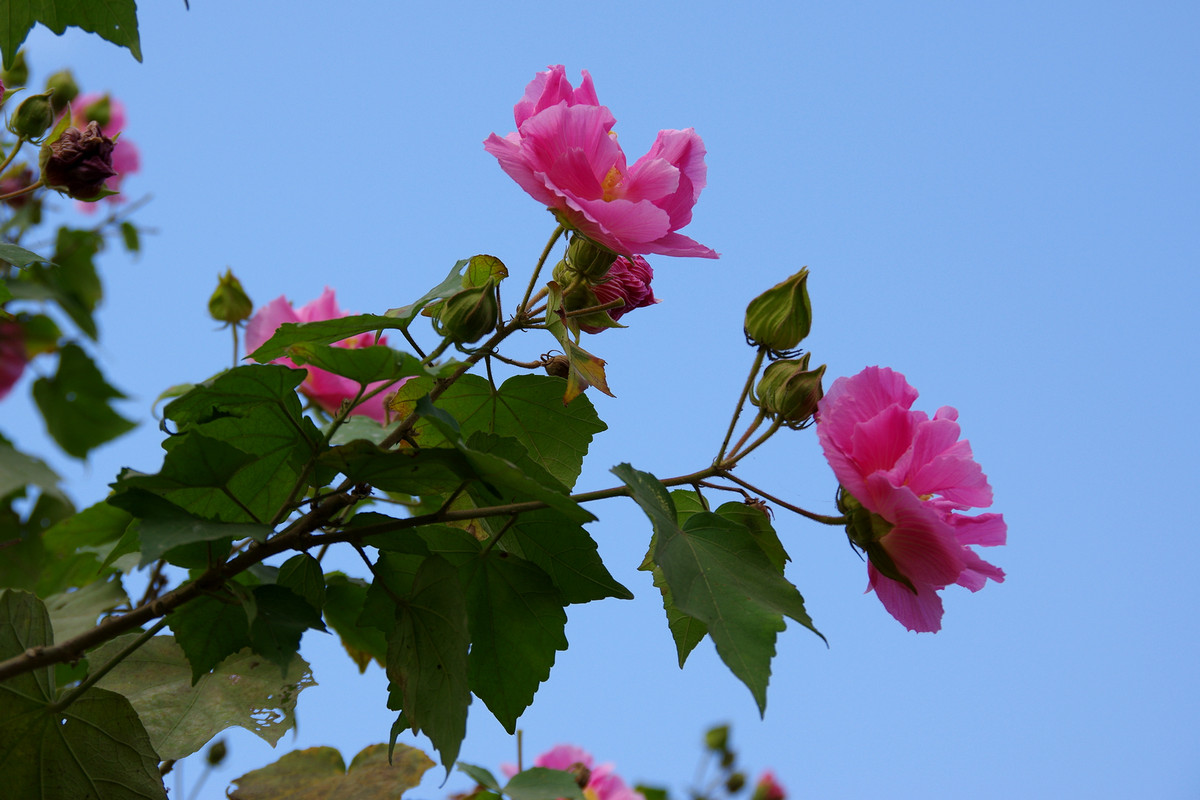 很少拍花花草草的照片，水平很有限。