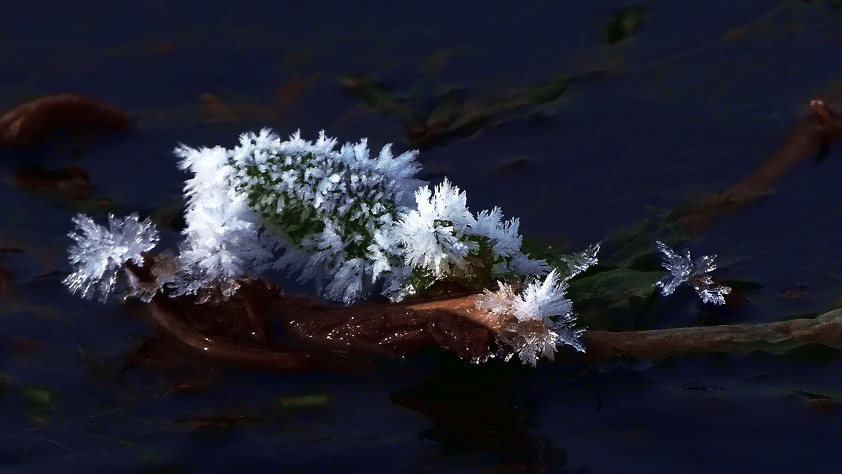 #ZOL月赛-记录最后的2015#没有花香，没有树高。。。