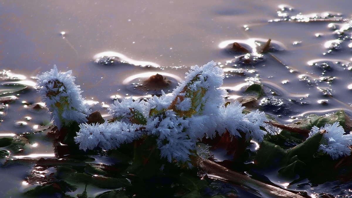 #ZOL月赛-记录最后的2015#没有花香，没有树高。。。