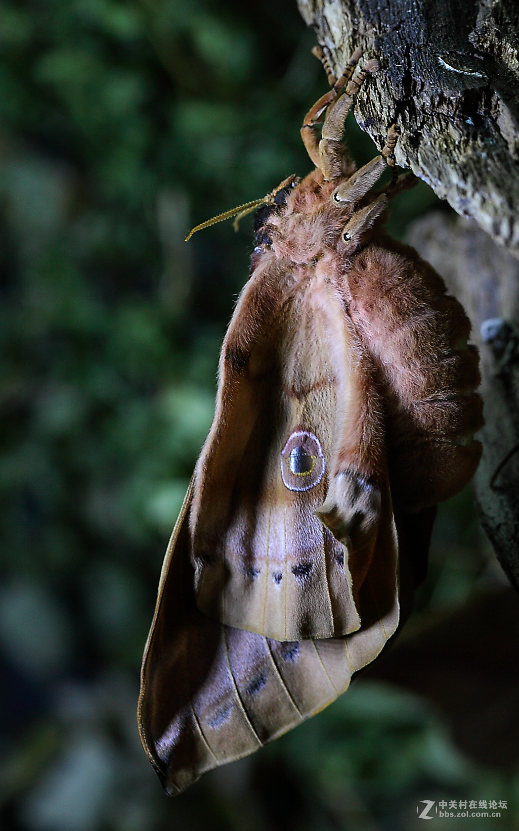 柞蚕蛾羽化交尾