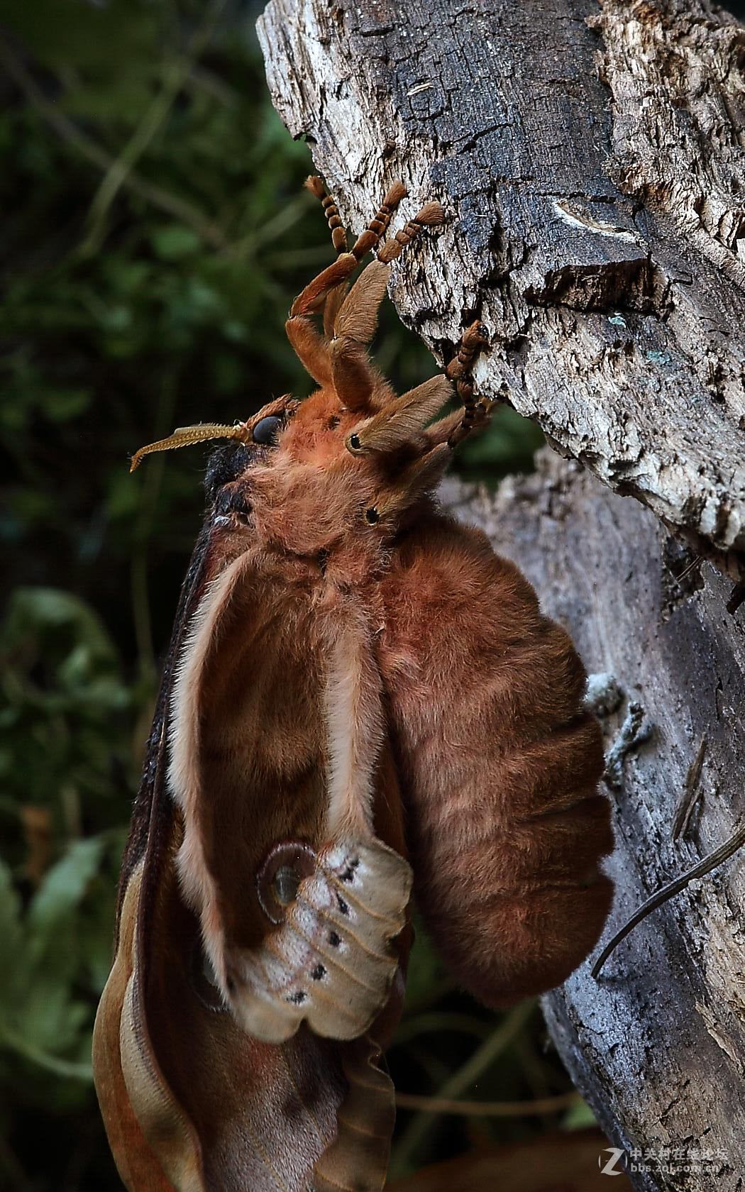 柞蚕蛾羽化交尾