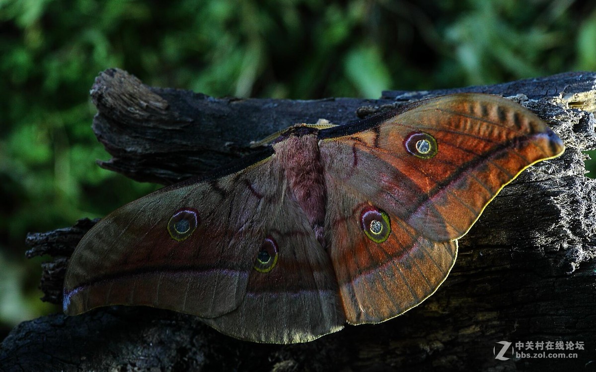 柞蚕蛾羽化交尾