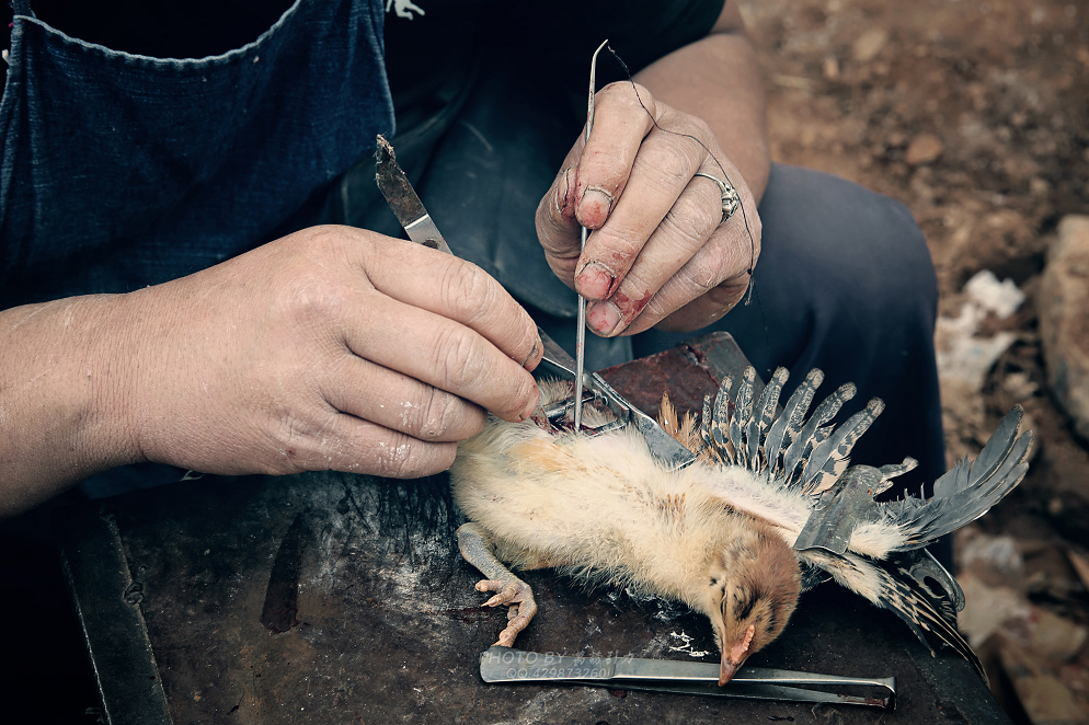 失落的阉鸡人㊣