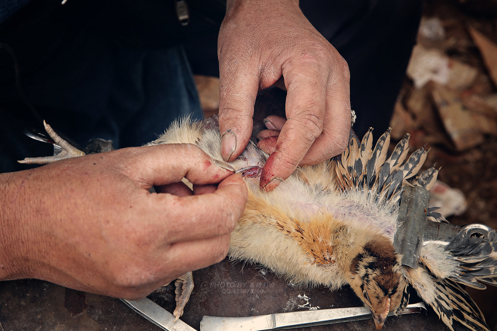 失落的阉鸡人㊣