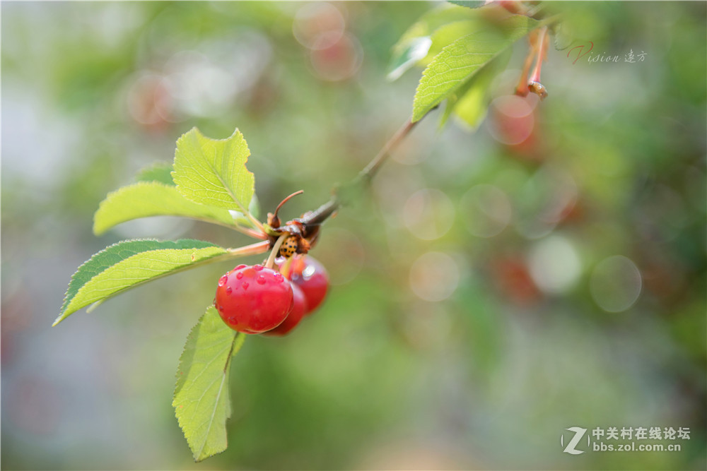 垂涎欲滴——红樱桃