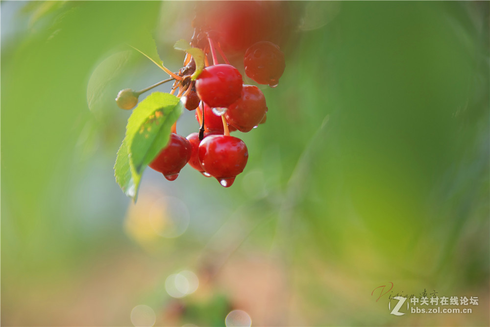 垂涎欲滴——红樱桃