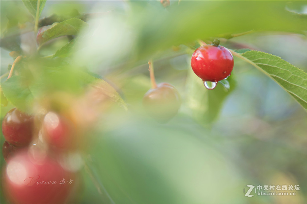 垂涎欲滴——红樱桃