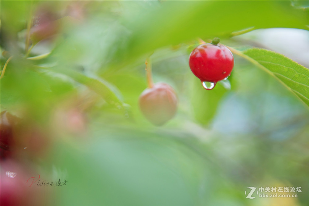 垂涎欲滴——红樱桃