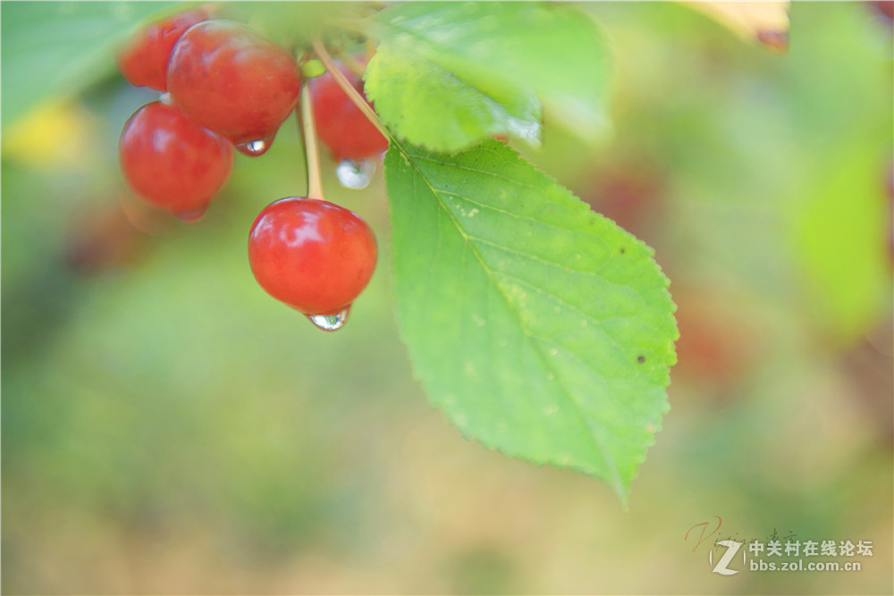 垂涎欲滴——红樱桃