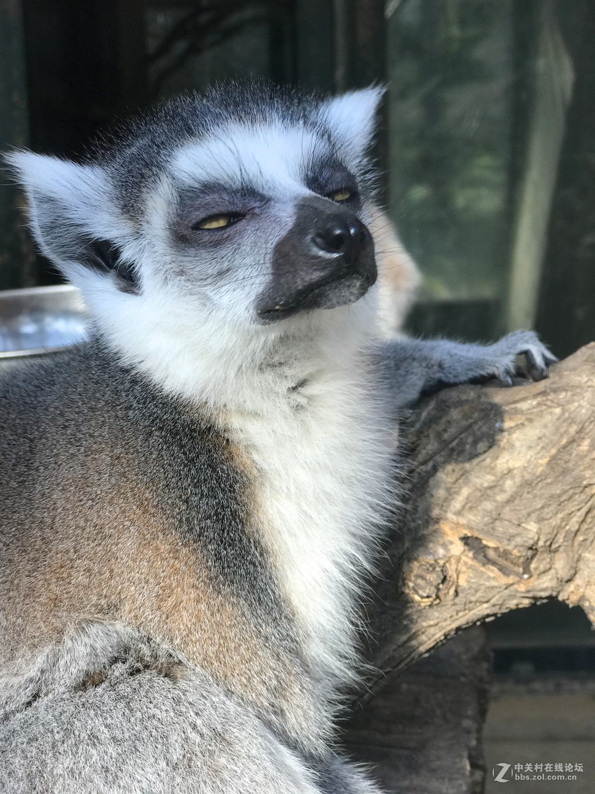 一组环尾狐猴表情包